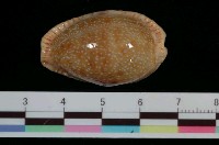 藏品(腰斑寶螺)的圖片